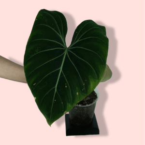 Philodendron Gloriosum