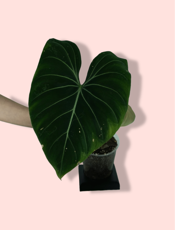Philodendron Gloriosum