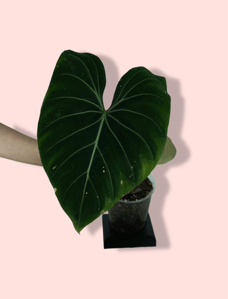 Philodendron Gloriosum