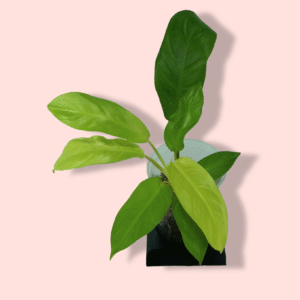 Philodendron Lemon