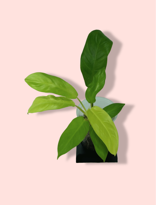 Philodendron Lemon