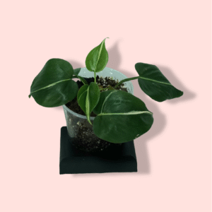 Philodendron Rio