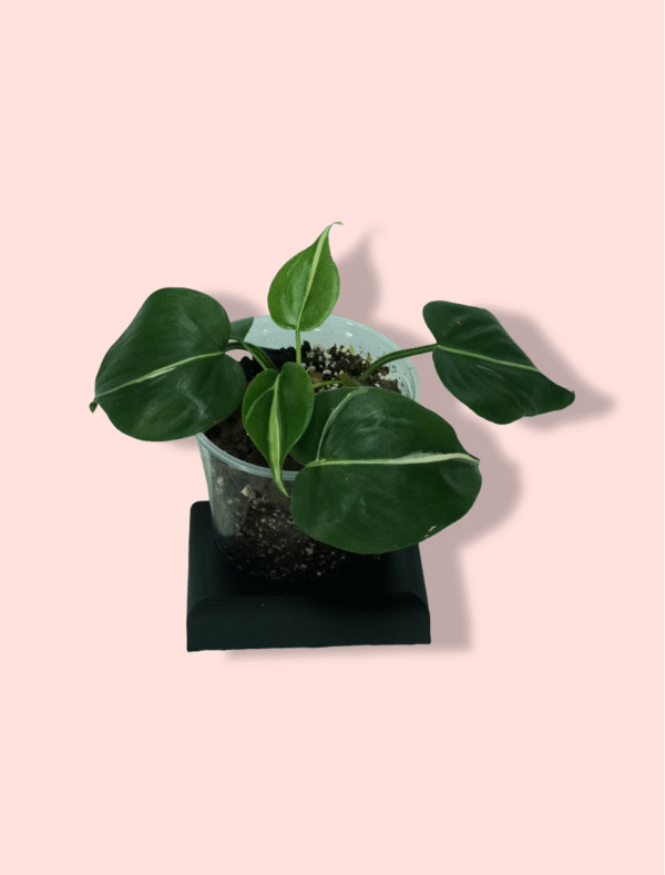 Philodendron Rio
