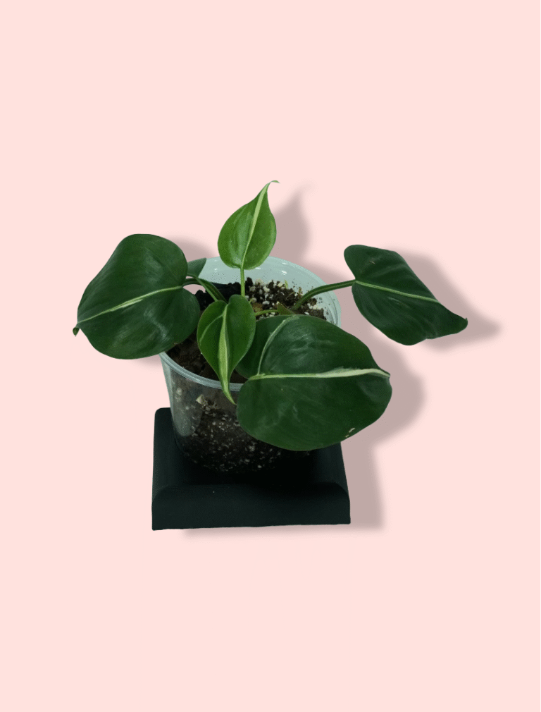 Philodendron Rio