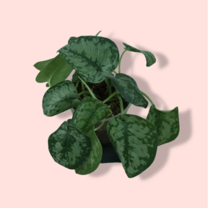 Scindapsus Silver