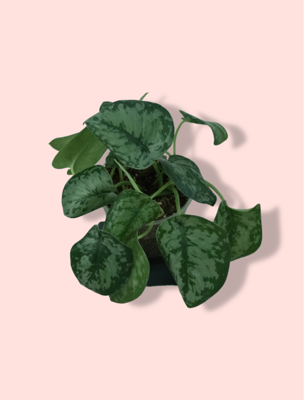 Scindapsus Silver