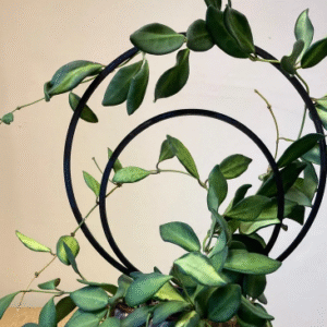 Trellis Doble Circulo
