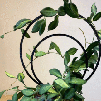 Trellis Doble Circulo