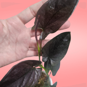 Singonium Llano Cartí