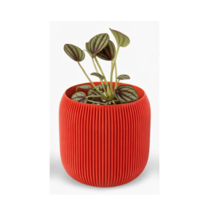 Peperomia piccolo banda